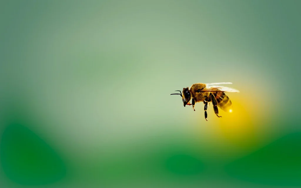 Bee 4913122 1920